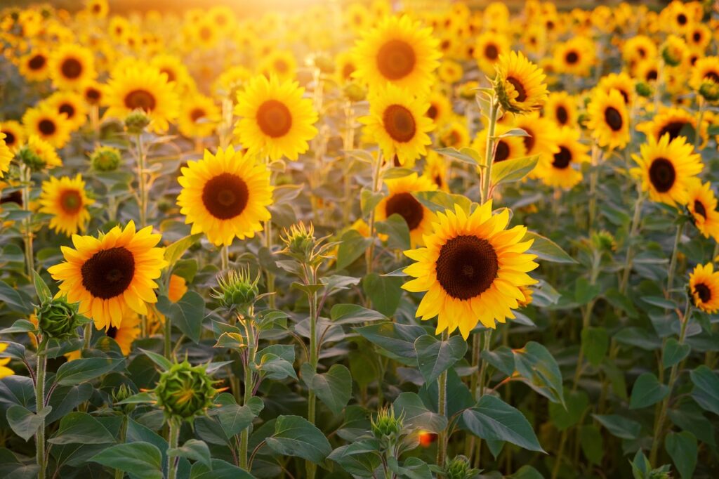 sunflower, sunflower field, free wallpaper-3550693.jpg